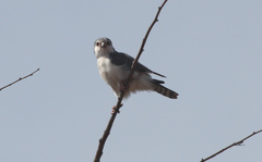 Polihierax semitorquatus