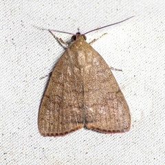 Maurilia