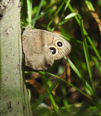 Cercyonis pegala paludum