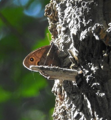 Cercyonis pegala paludum