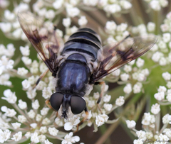 Eristalis saxorum