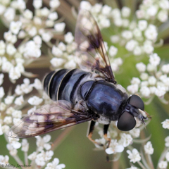 Eristalis saxorum