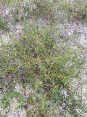 Stylisma pickeringii pattersonii