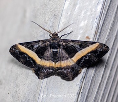 Harutalcis vialis