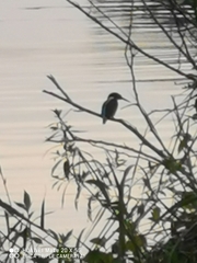 Alcedo atthis