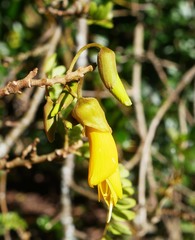 Sophora tetraptera