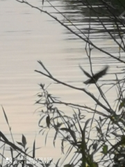 Alcedo atthis