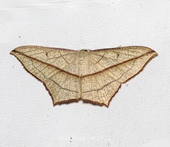 Timandra correspondens