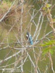Alcedo atthis