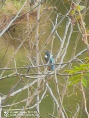 Alcedo atthis