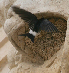 Delichon urbicum