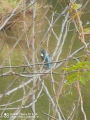Alcedo atthis