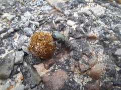 Gymnopleurus miliaris