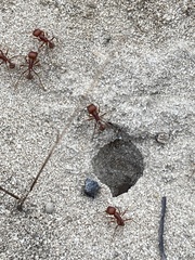 Pogonomyrmex comanche