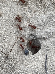 Pogonomyrmex comanche
