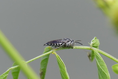 Coelioxys confusus