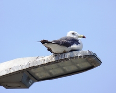 Larus crassirostris