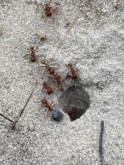 Pogonomyrmex comanche