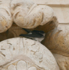 Delichon urbicum