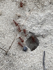 Pogonomyrmex comanche