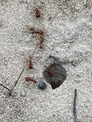 Pogonomyrmex comanche