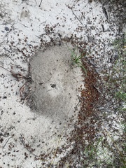 Pogonomyrmex comanche