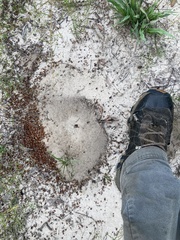 Pogonomyrmex comanche