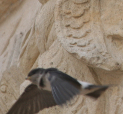 Delichon urbicum