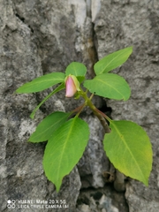Balsaminaceae