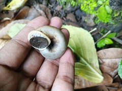 Cyclophorus punctatus