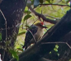 Melanerpes hoffmannii