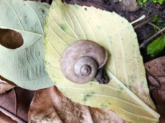 Cyclophorus punctatus