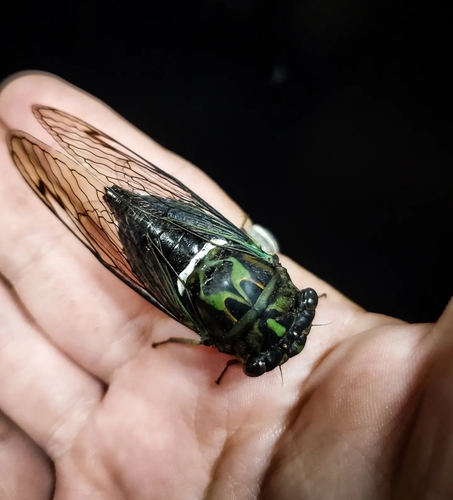 Robinson's Annual Cicada photo 3