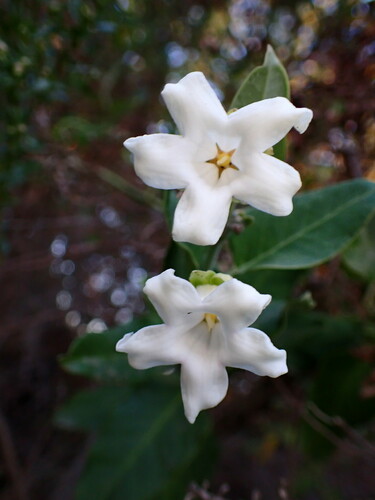 iNaturalist observation photo of Moth Vine