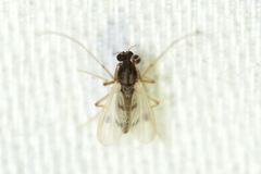 Polypedilum scalaenum