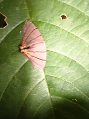 Orudiza protheclaria