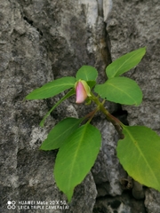 Balsaminaceae