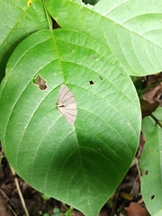 Orudiza protheclaria