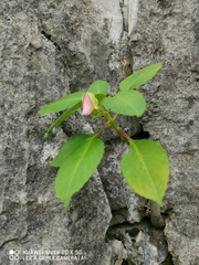Balsaminaceae