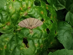 Orudiza protheclaria