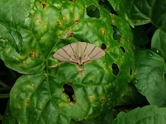 Orudiza protheclaria