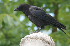 Corvus corone