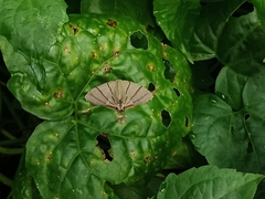 Orudiza protheclaria