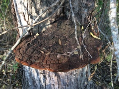 Phellinotus neoaridus