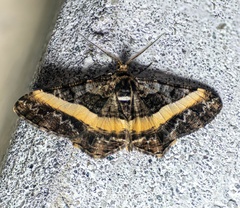Harutalcis vialis