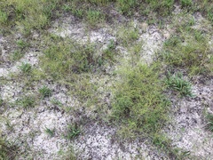 Stylisma pickeringii pattersonii
