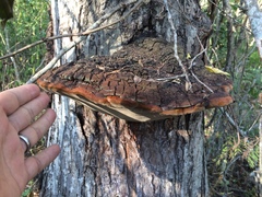 Phellinotus neoaridus