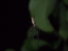 Tetragnatha praedonia