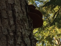 Phellinotus neoaridus