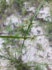 Cyperus grayioides